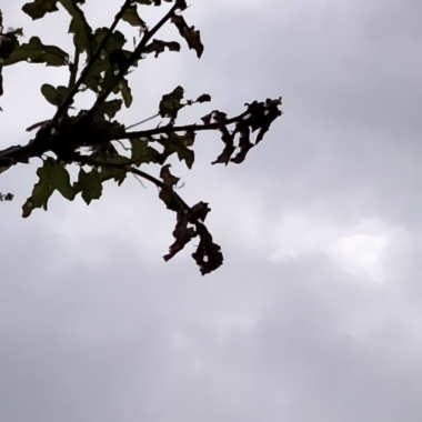 IN MEMORIA DEL CATTANI ALTRI ALBERI PER IL BOSCO DEL RICORDO 